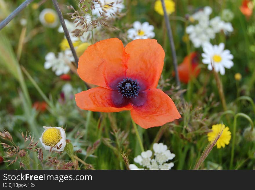 Flower, Wildflower, Poppy, Flowering Plant