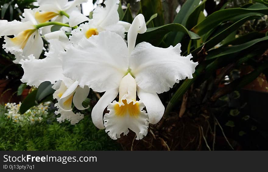 Flower, Plant, White, Flowering Plant