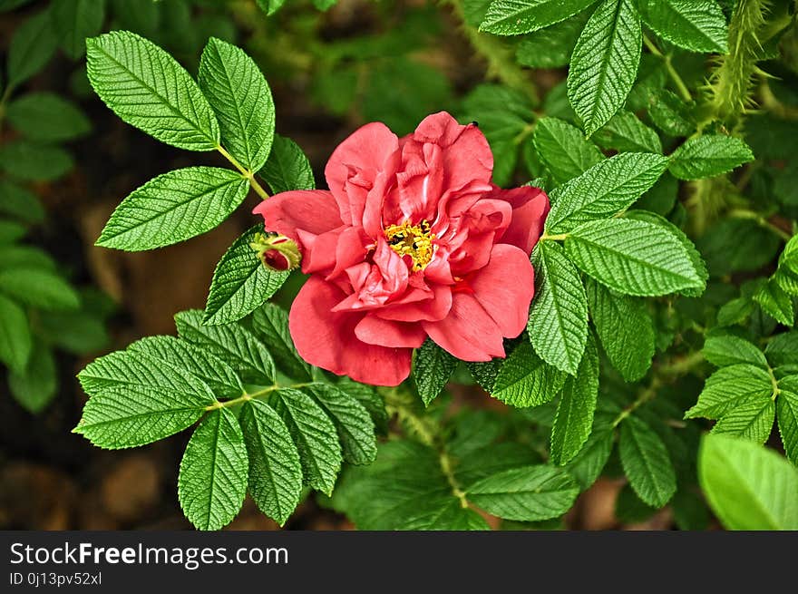 Flower, Rose Family, Plant, Rose