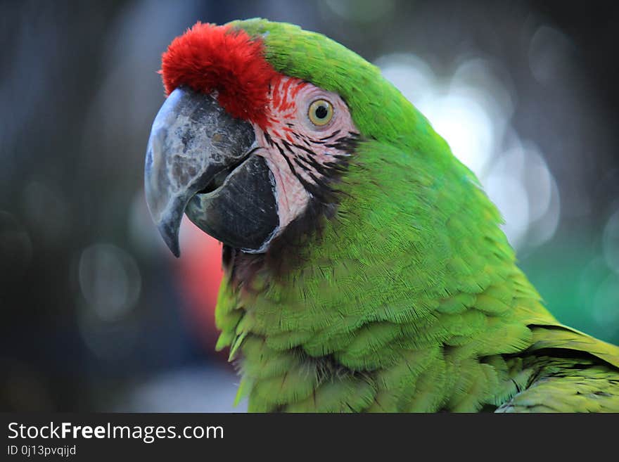 Beak, Bird, Parrot, Macaw