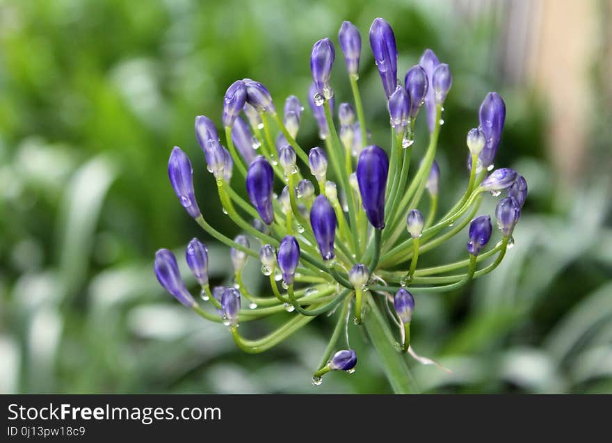 Plant, Flower, Flora, Purple