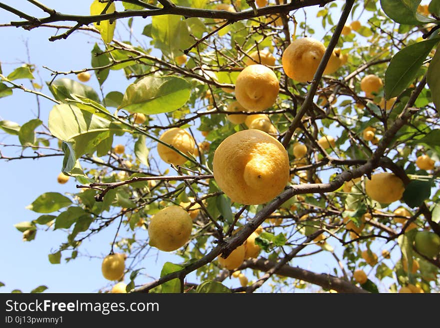 Citrus, Fruit Tree, Fruit, Tree