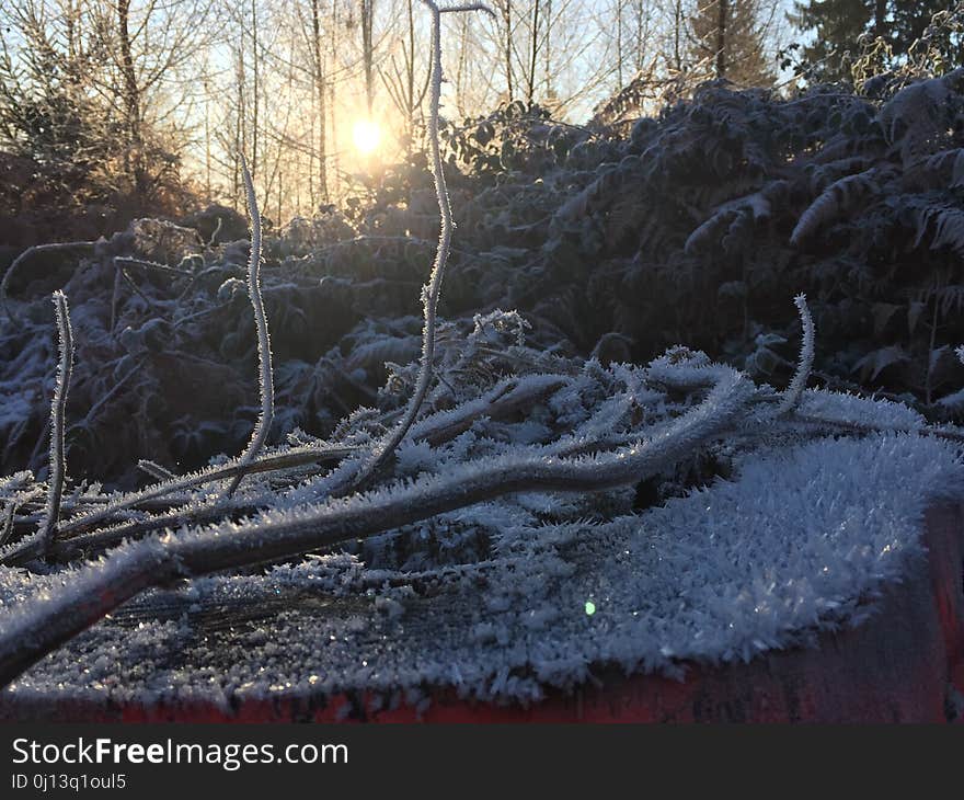 Snow, Winter, Freezing, Tree