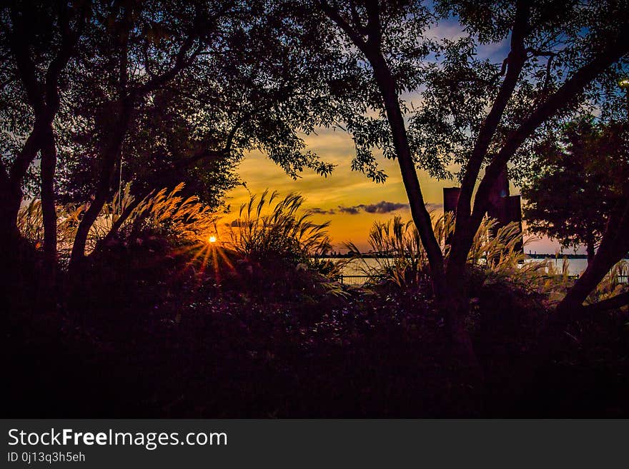 Nature, Ecosystem, Vegetation, Sky