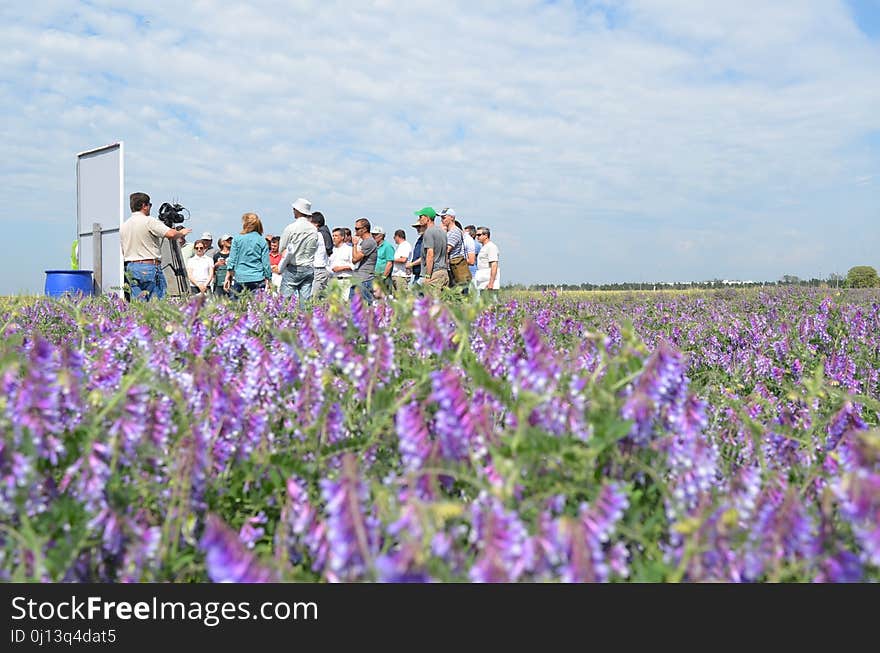 Flower, Plant, Flowering Plant, Field