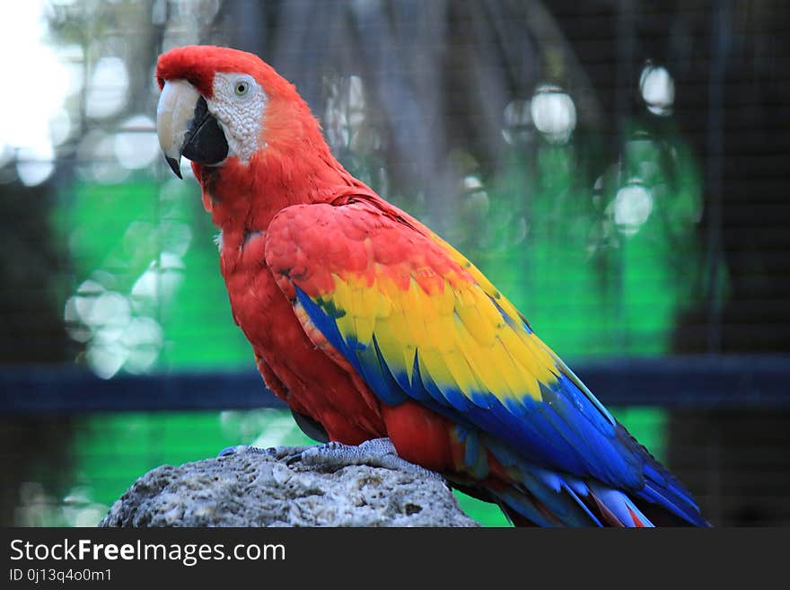 Bird, Parrot, Macaw, Beak