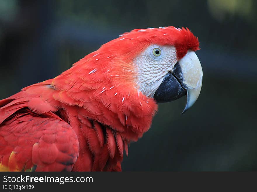 Bird, Beak, Red, Parrot