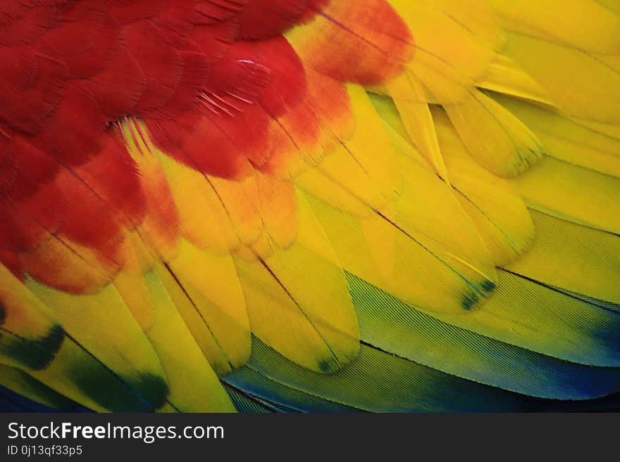 Yellow, Flower, Close Up, Petal