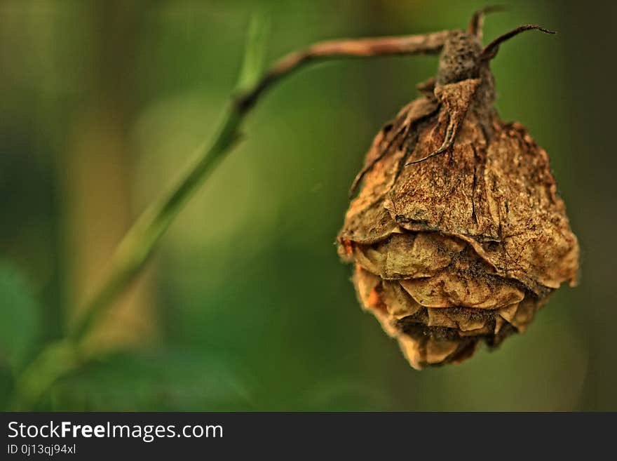 Leaf, Insect, Branch, Membrane Winged Insect