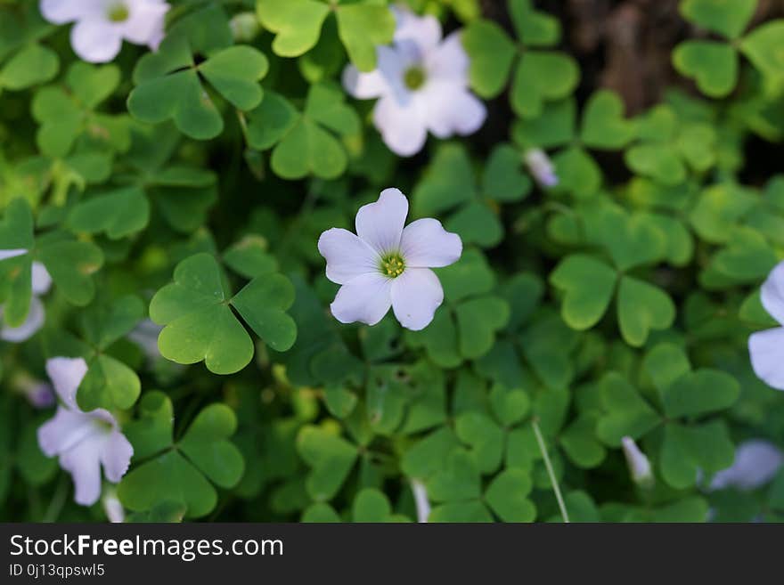 Green, Flora, Plant, Flower