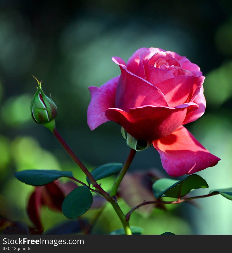 Rose Family, Flower, Rose, Garden Roses