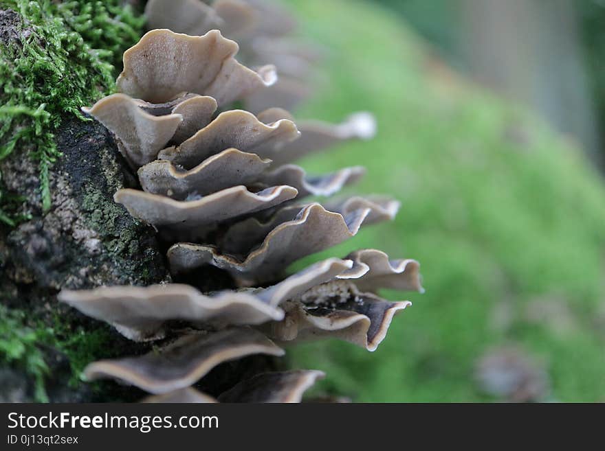 Fungus, Oyster Mushroom, Auriculariaceae, Auriculariales