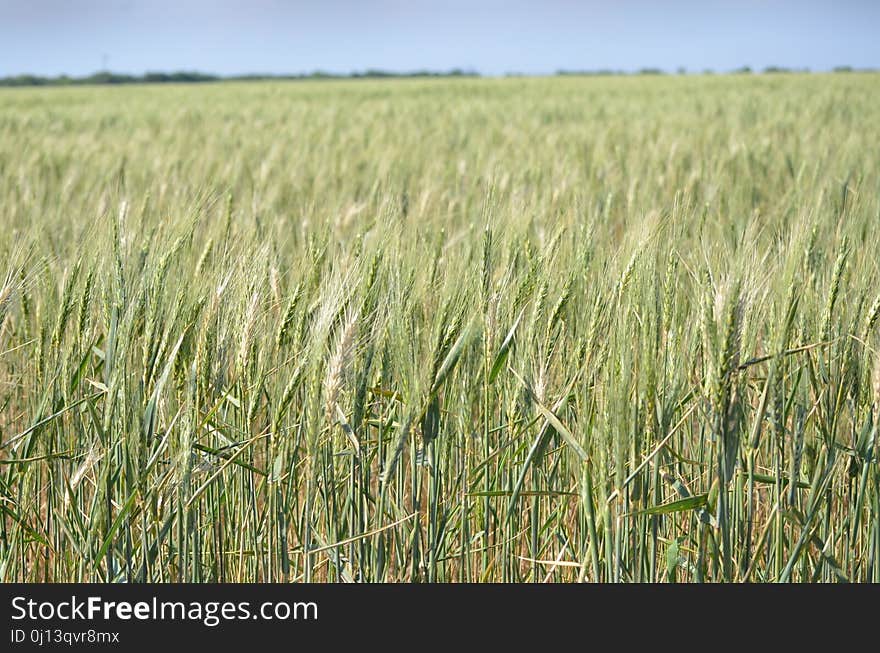 Crop, Food Grain, Field, Triticale