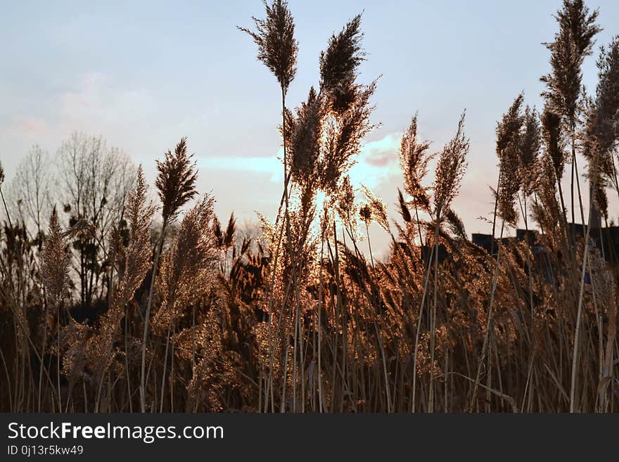 Grass Family, Ecosystem, Phragmites, Sky