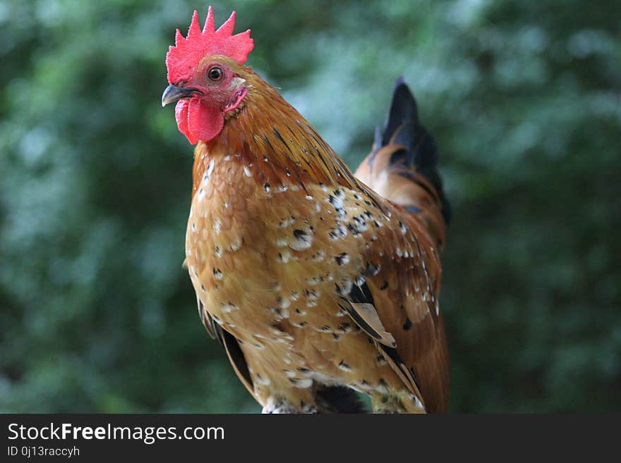 Chicken, Rooster, Galliformes, Bird