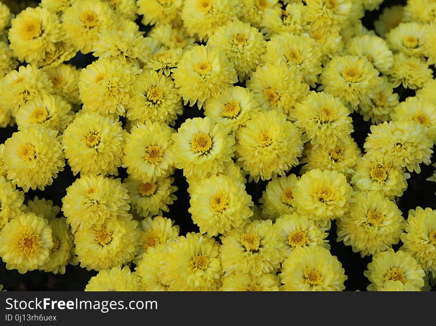 Flower, Yellow, Chrysanths, Flowering Plant