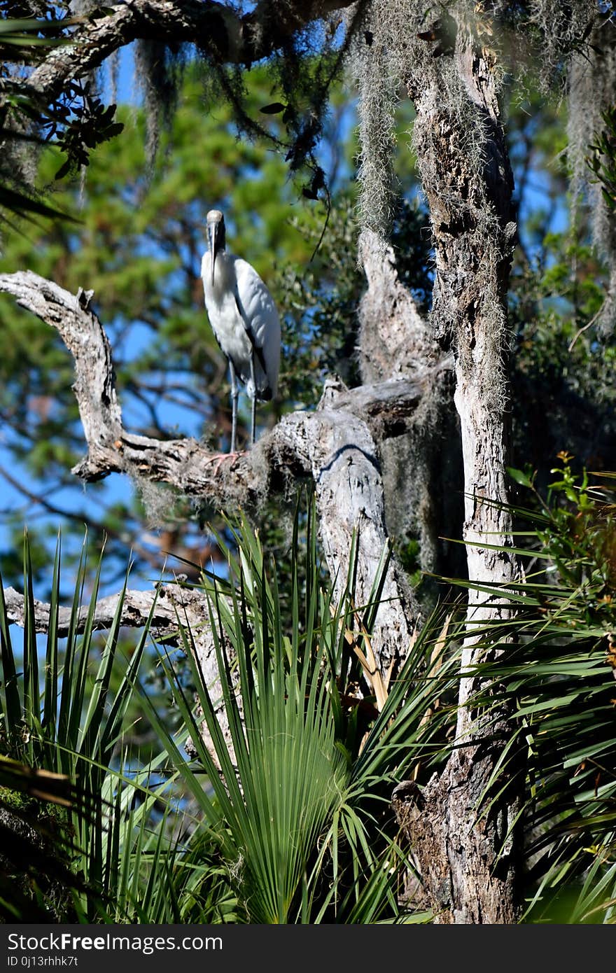 Bird, Ecosystem, Fauna, Tree