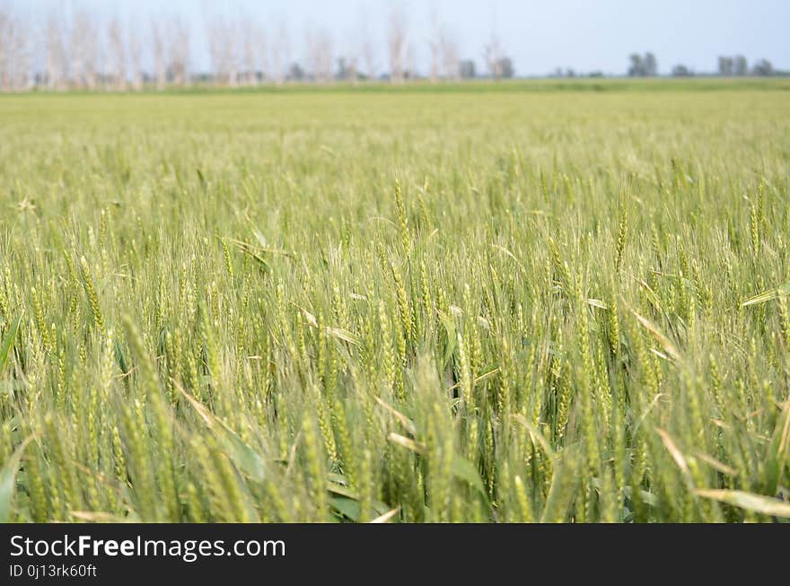 Crop, Field, Ecosystem, Grassland