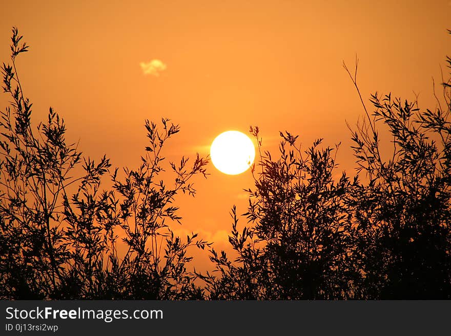 Sun, Sky, Sunrise, Branch