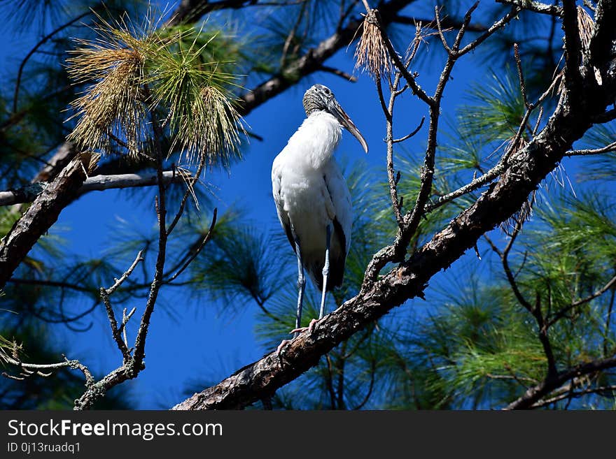 Ecosystem, Branch, Tree, Bird