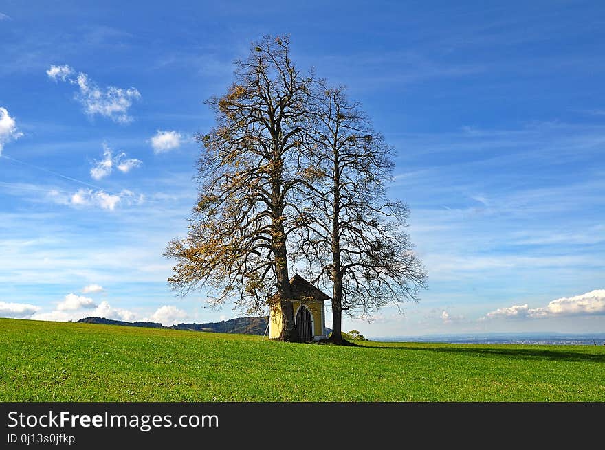 Sky, Tree, Nature, Woody Plant