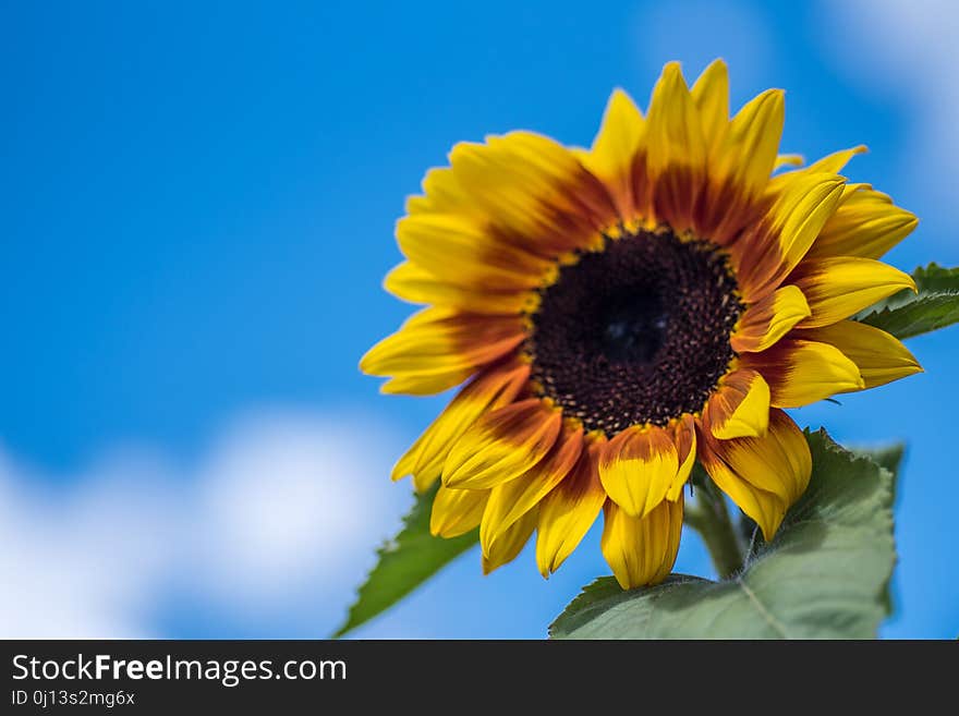 Flower, Sunflower, Yellow, Sky