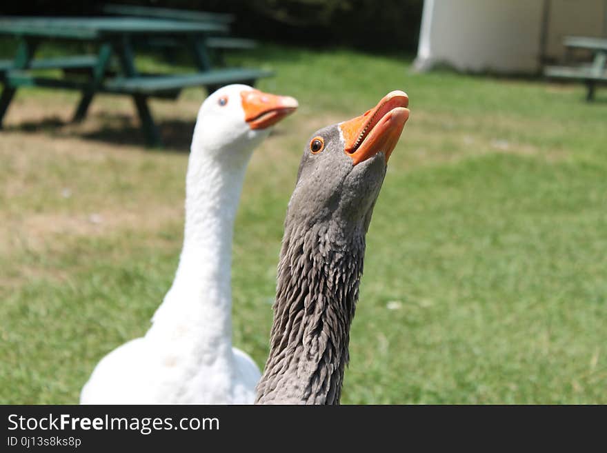 Beak, Bird, Water Bird, Goose