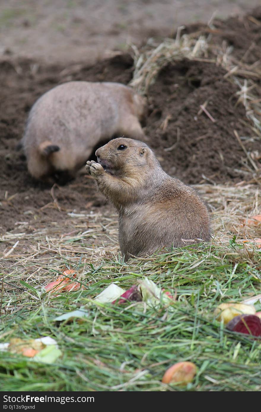 Mammal, Fauna, Prairie Dog, Terrestrial Animal