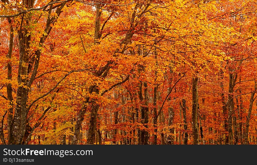 Nature, Autumn, Temperate Broadleaf And Mixed Forest, Ecosystem