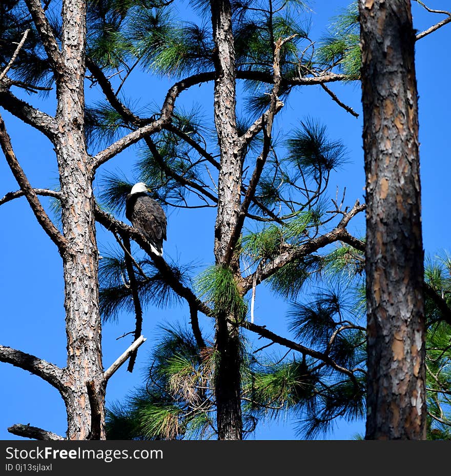 Tree, Fauna, Sky, Branch