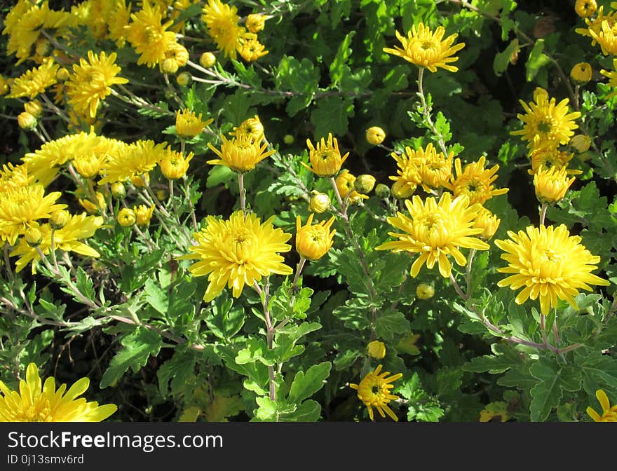 Flower, Plant, Yellow, Daisy Family