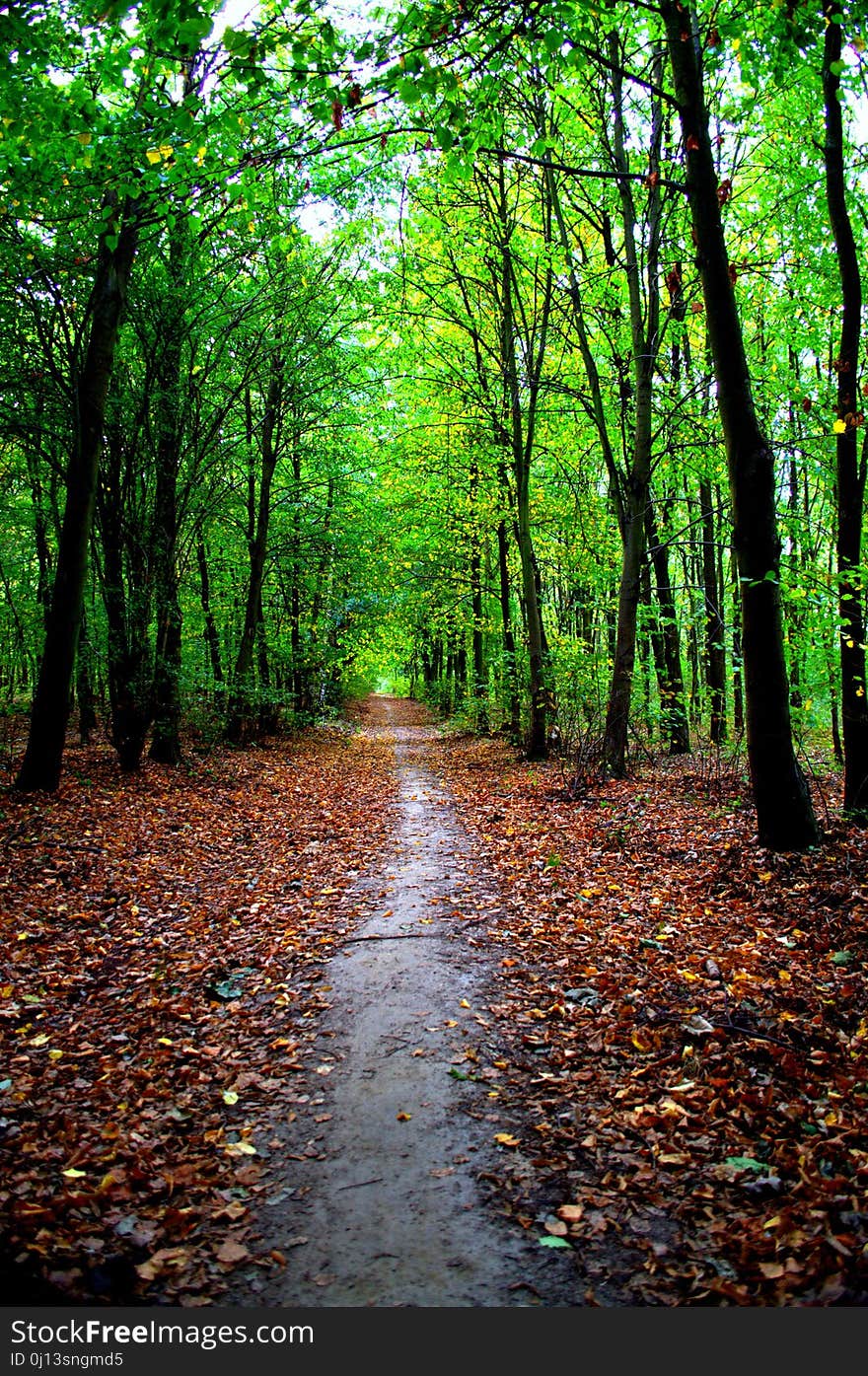 Woodland, Nature, Forest, Leaf