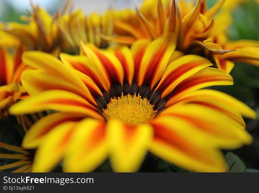 Flower, Yellow, Flora, Close Up