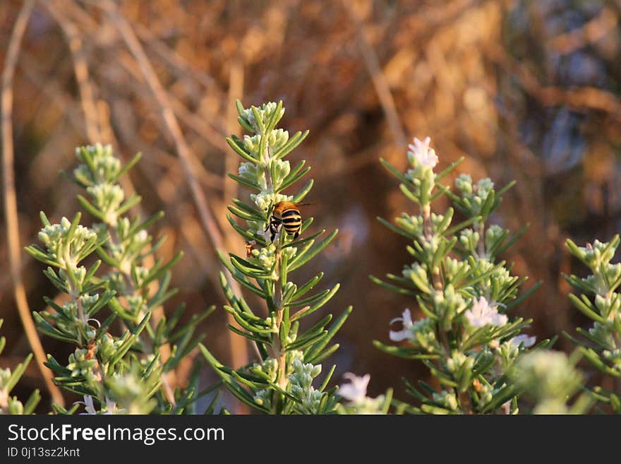 Plant, Flora, Subshrub, Herb