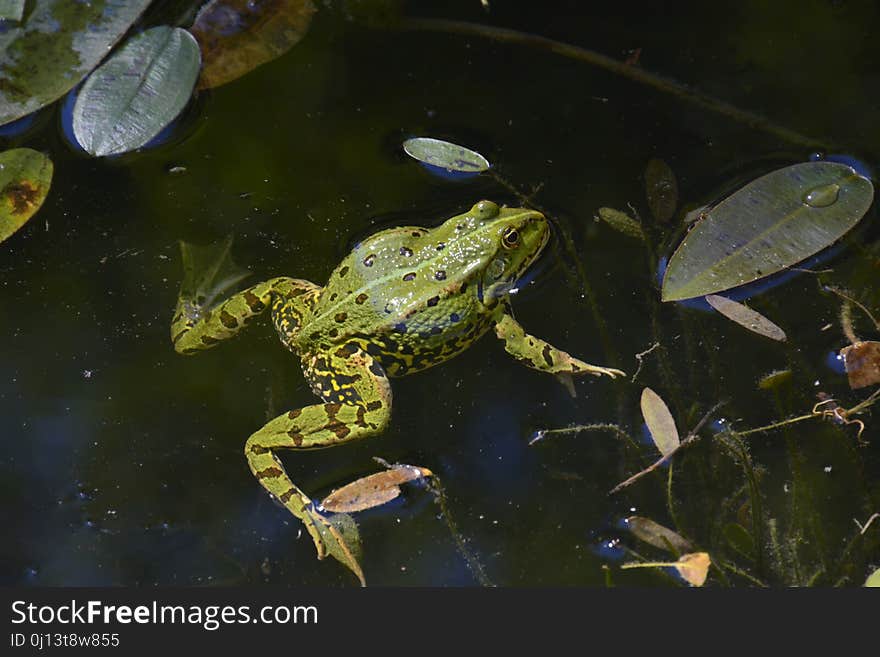 Water, Amphibian, Ranidae, Fauna