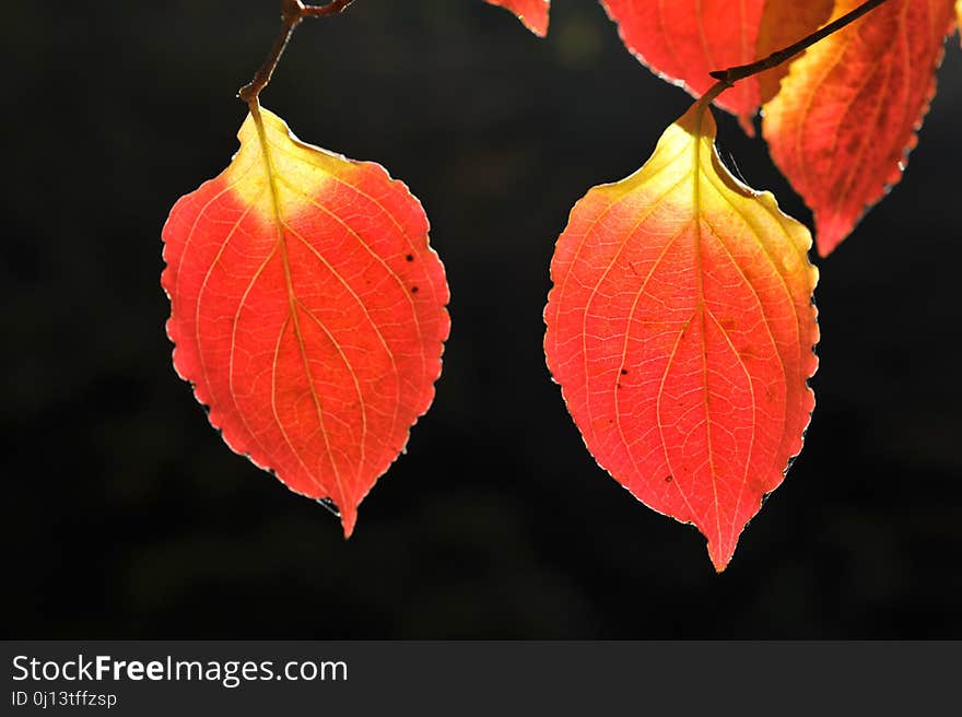 Leaf, Orange, Deciduous, Autumn