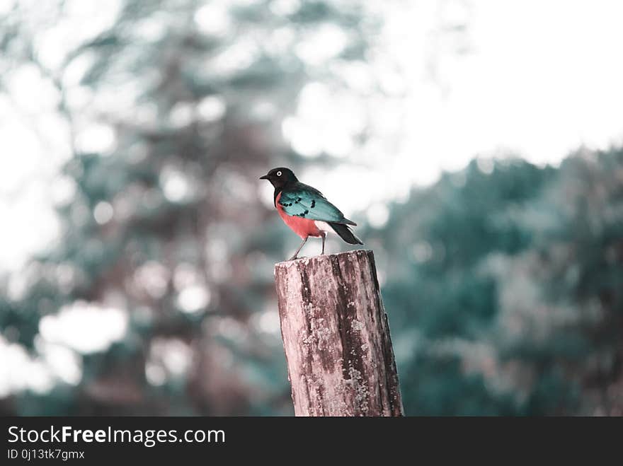 Bird, Fauna, Beak, Tree