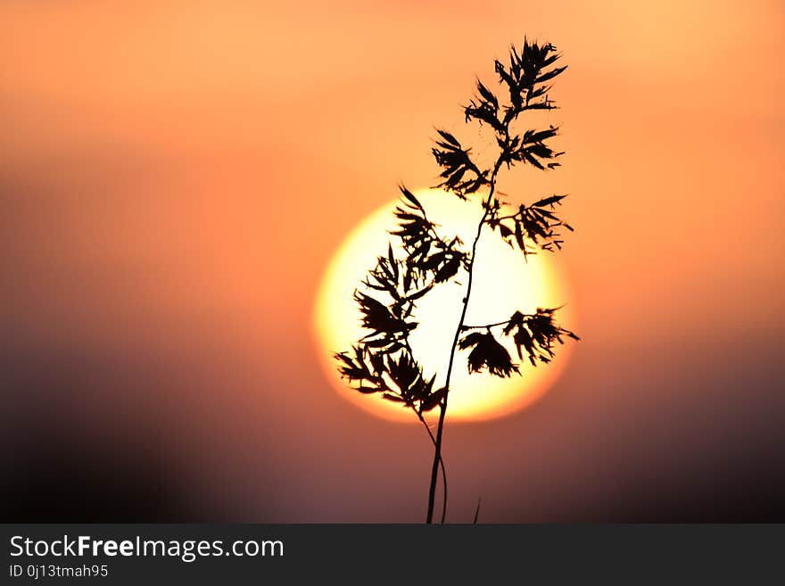 Sky, Leaf, Branch, Sunlight