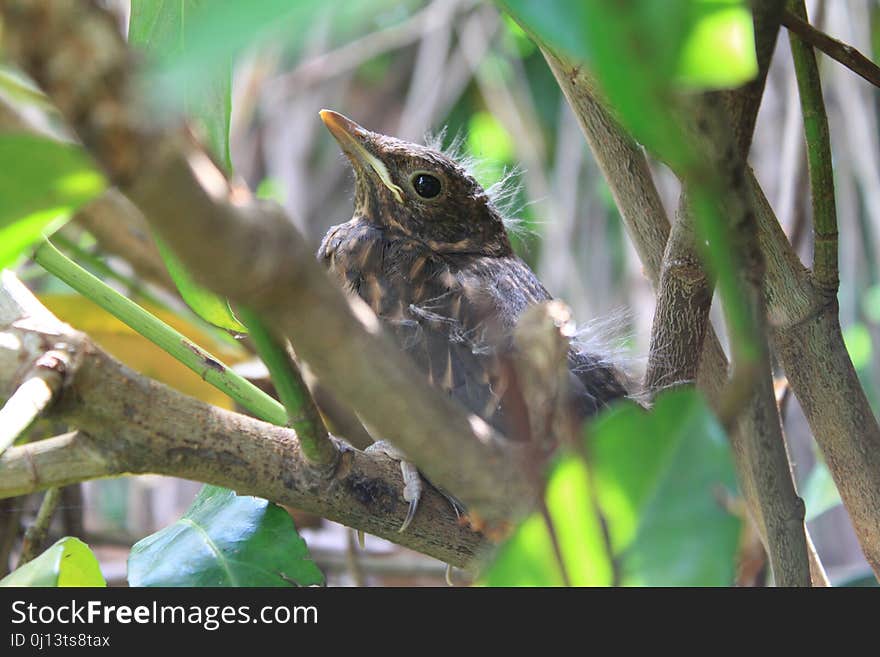 Bird, Fauna, Beak, Wildlife