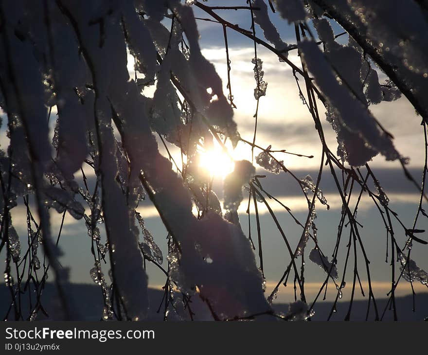 Branch, Sky, Tree, Light