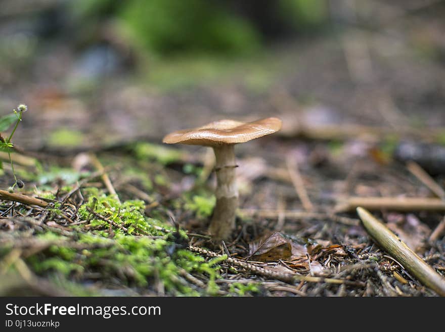 Fungus, Mushroom, Penny Bun, Edible Mushroom