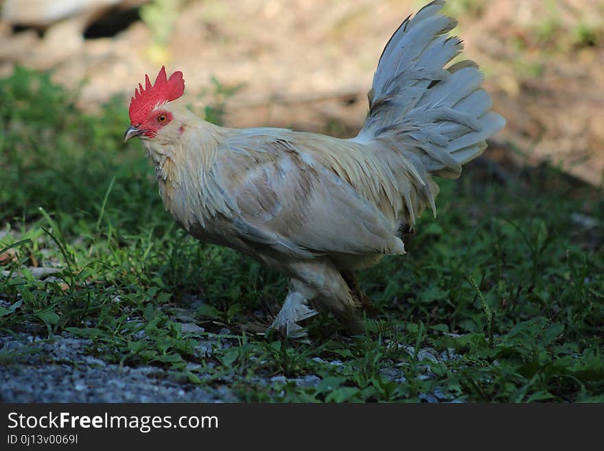 Chicken, Bird, Rooster, Fauna