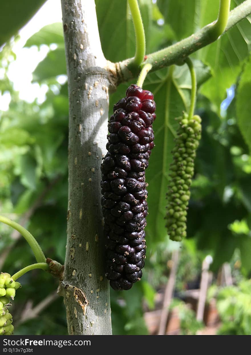 Mulberry, Fruit, Fruit Tree, Plant