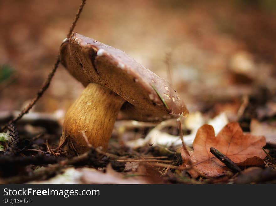 Mushroom, Fungus, Penny Bun, Leaf