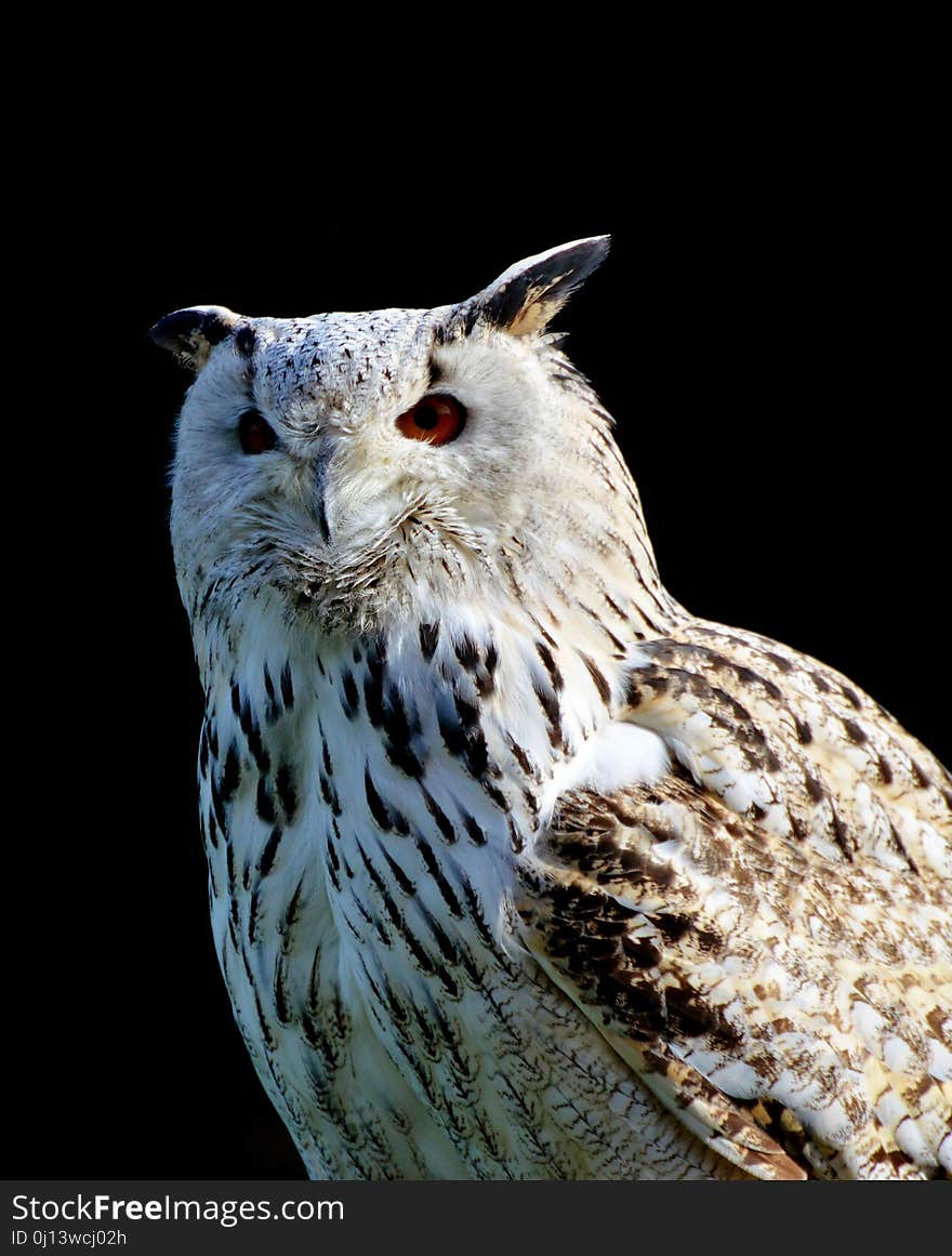 Owl, Bird, Bird Of Prey, Beak