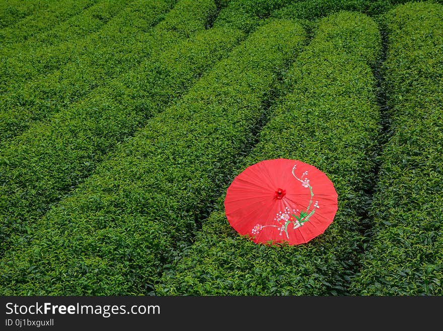 A red umbrella on tea field in Moc Chau, Vietnam. A red umbrella on tea field in Moc Chau, Vietnam.