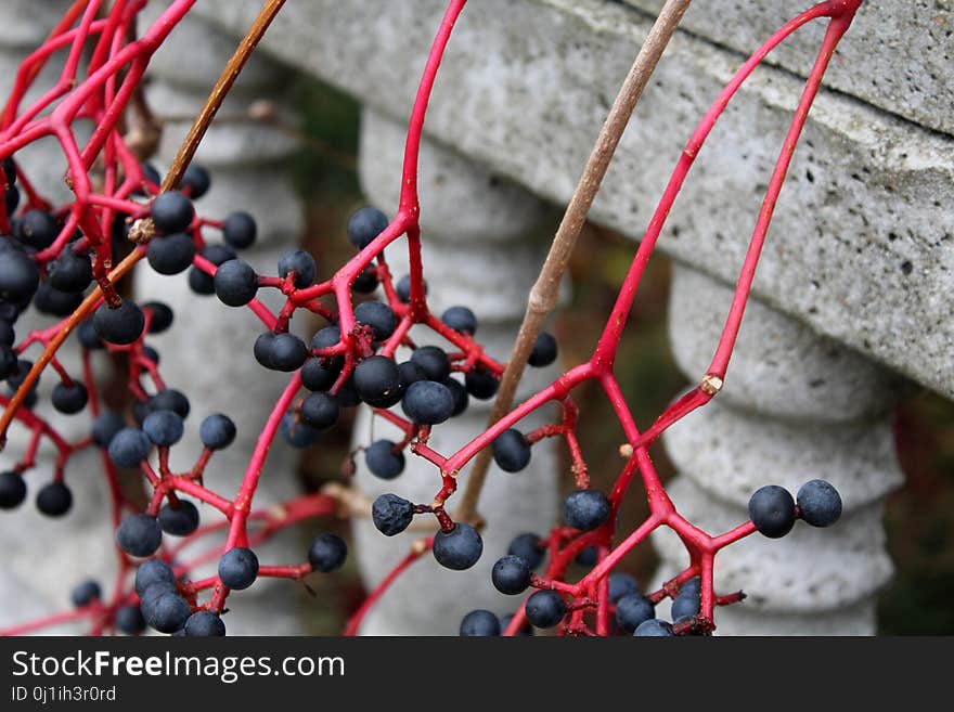 Berry, Close Up, Branch, Twig