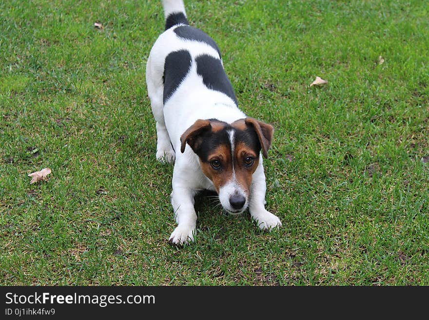 Dog Breed, Dog, Mammal, Jack Russell Terrier