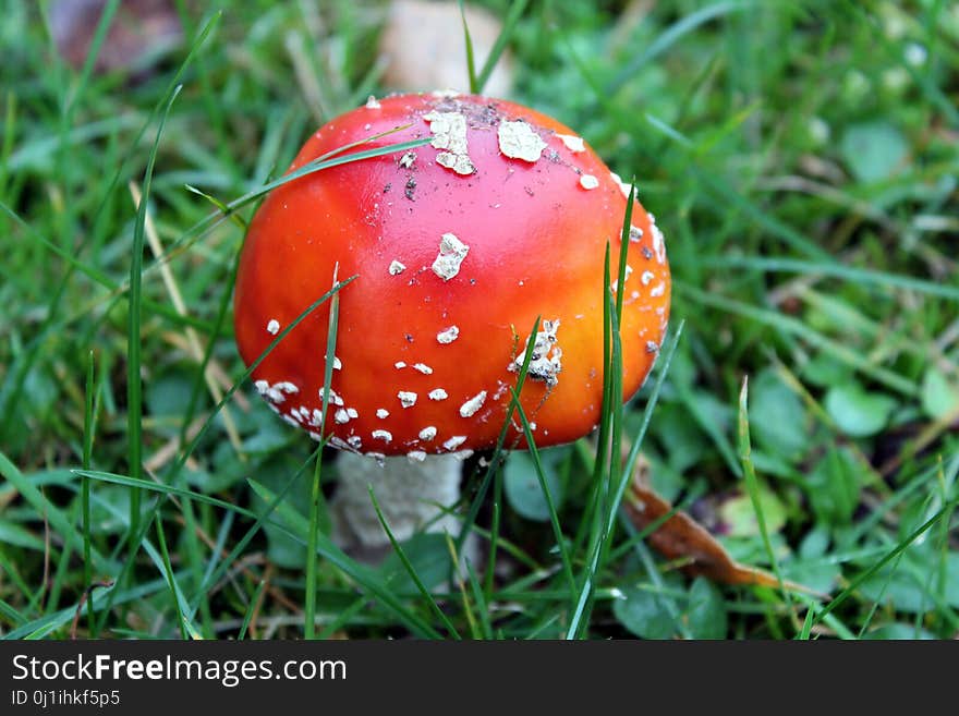 Mushroom, Leaf, Agaric, Grass