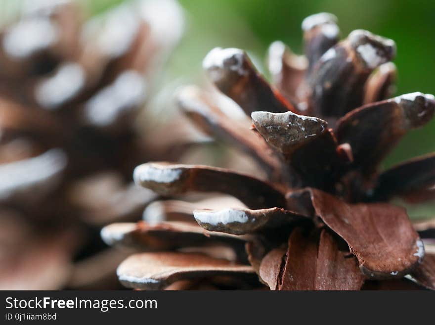 Close Up, Macro Photography, Tree, Mussel